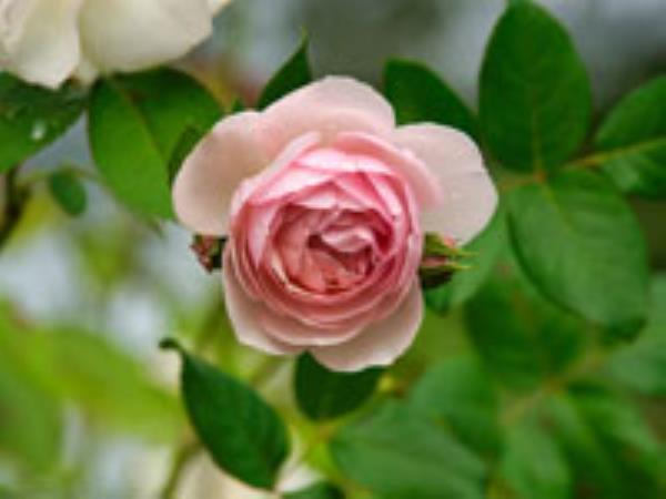 rose water